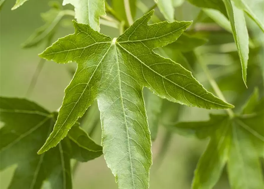 Liquidambar styraciflua