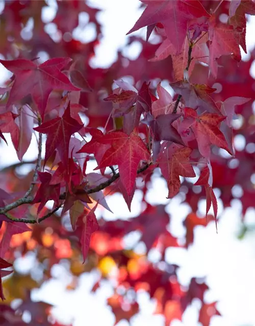 Liquidambar styraciflua