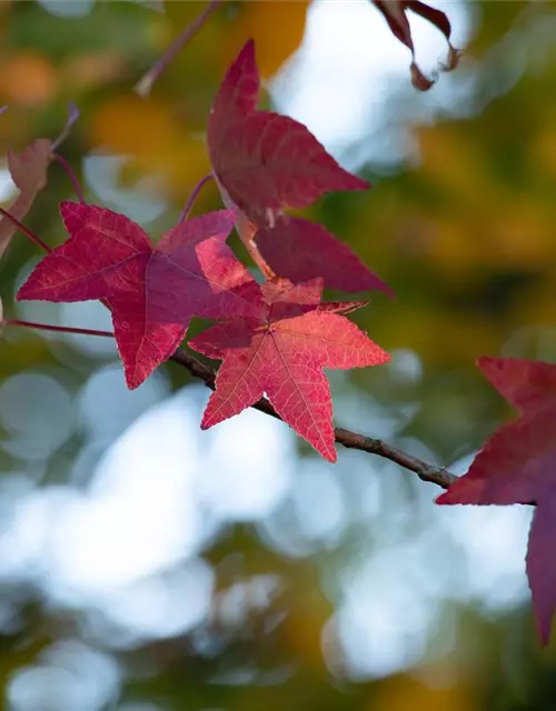 Liquidambar styraciflua