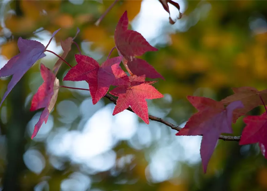 Liquidambar styraciflua