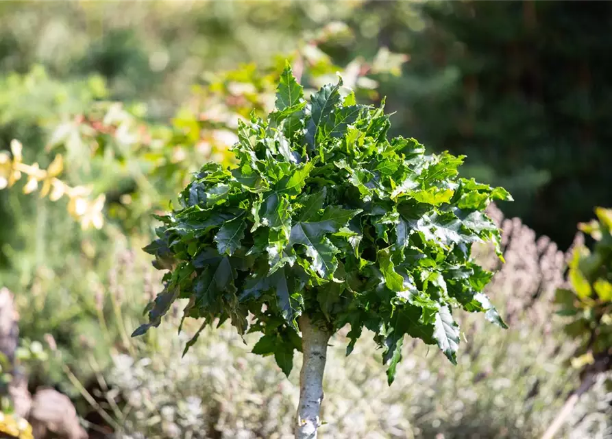 Liquidambar styraciflua