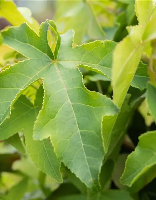 Liquidambar styraciflua