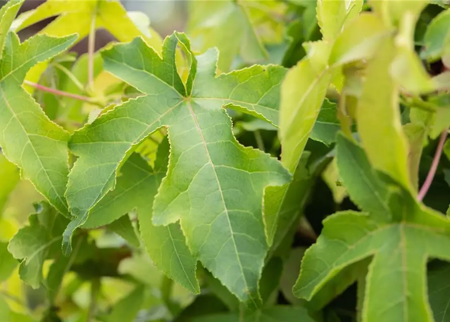 Liquidambar styraciflua