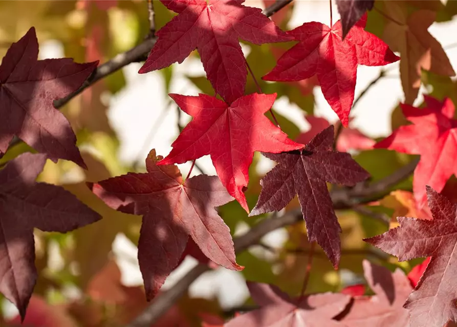 Liquidambar styraciflua