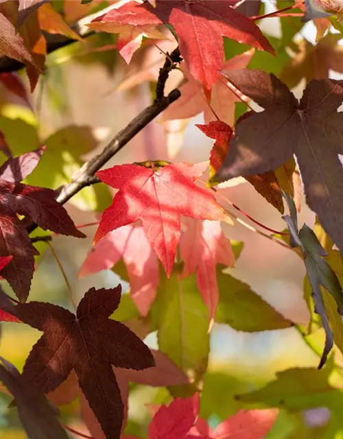 Liquidambar styraciflua