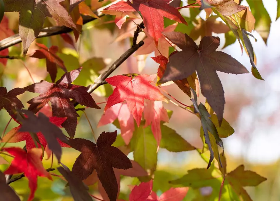 Liquidambar styraciflua