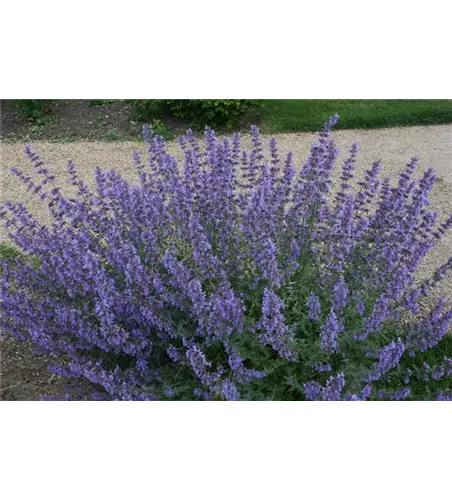 Nepeta x faassenii 'Walkers Low'