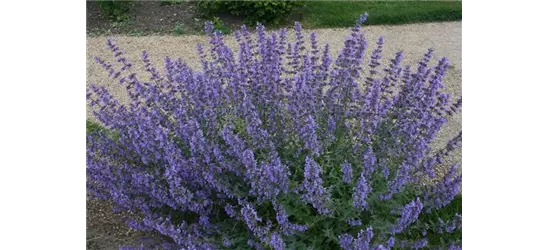 Nepeta x faassenii 'Walkers Low'