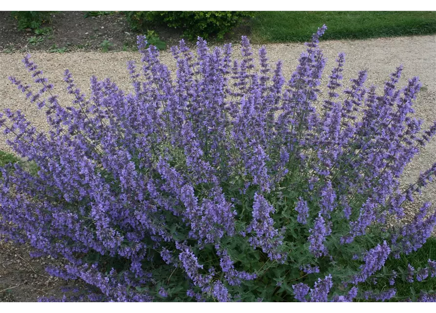 Nepeta x faassenii 'Walkers Low'