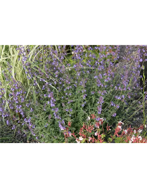 Nepeta x faassenii 'Walkers Low'