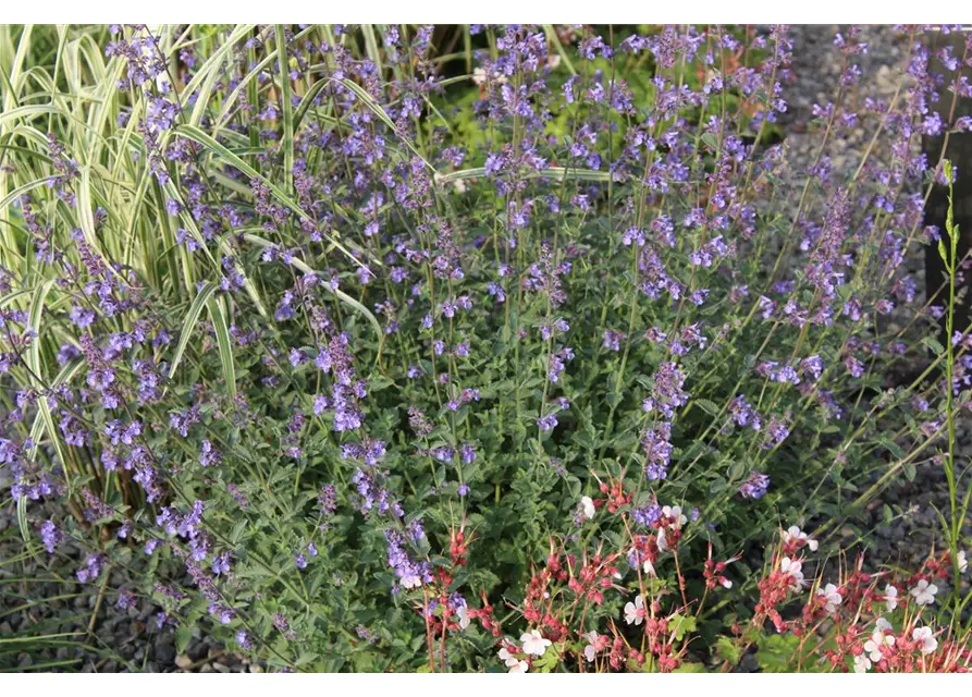 Nepeta x faassenii 'Walkers Low'