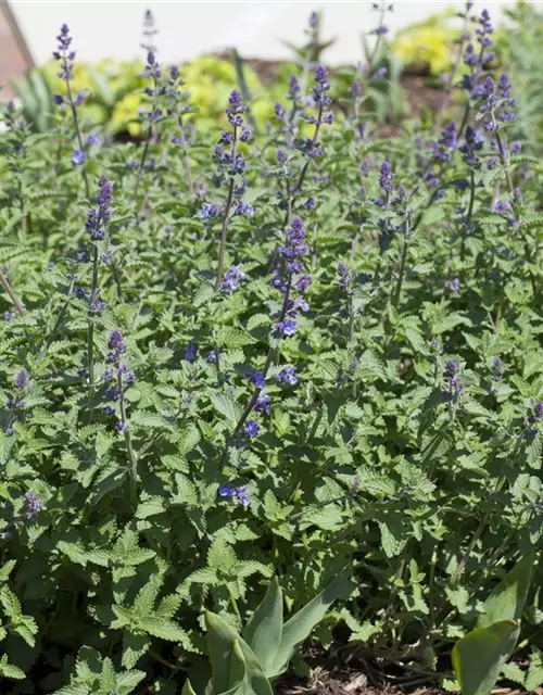 Nepeta x faassenii 'Walkers Low'