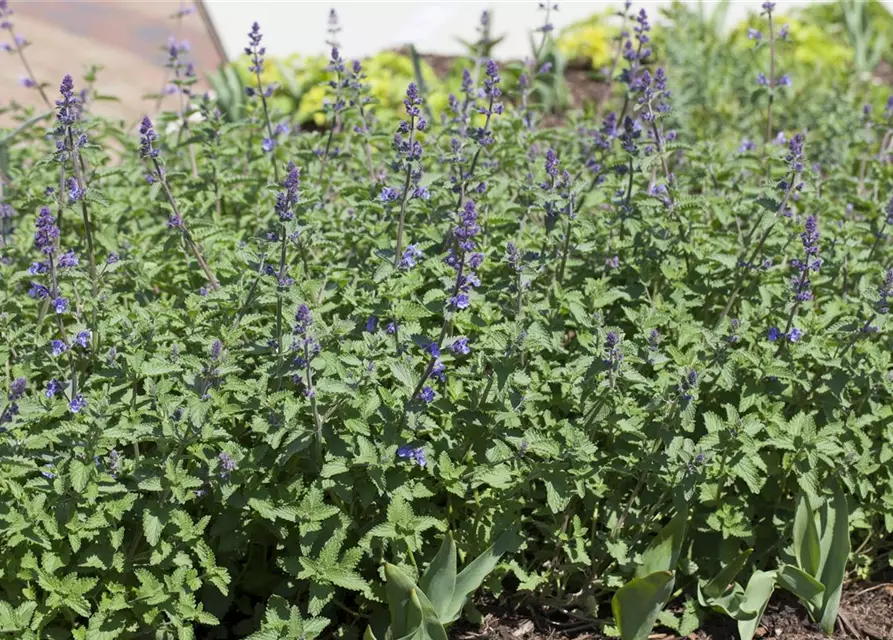 Nepeta x faassenii 'Walkers Low'