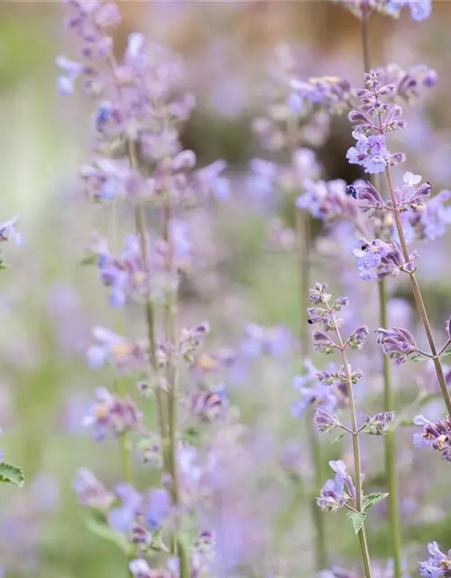 Nepeta x faassenii 'Walkers Low'