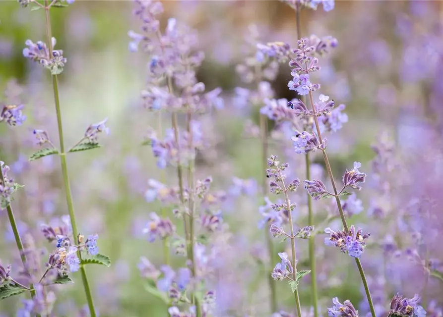 Nepeta x faassenii 'Walkers Low'