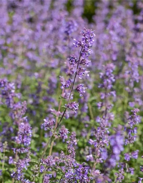 Nepeta x faassenii 'Walkers Low'