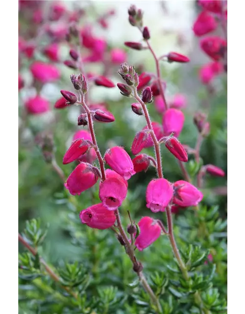 Daboecia cantabrica 'Angelina'