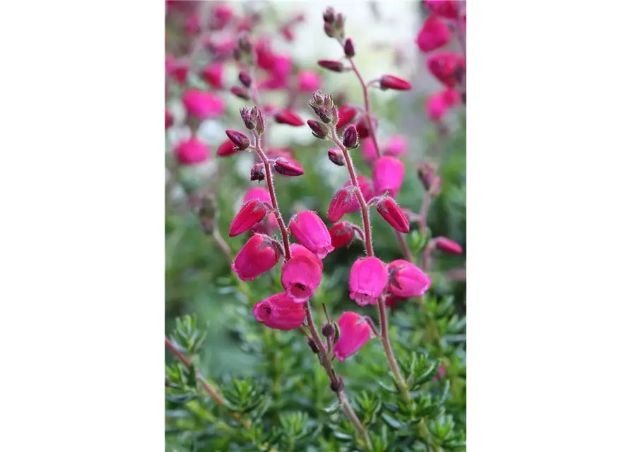 Daboecia cantabrica 'Angelina'