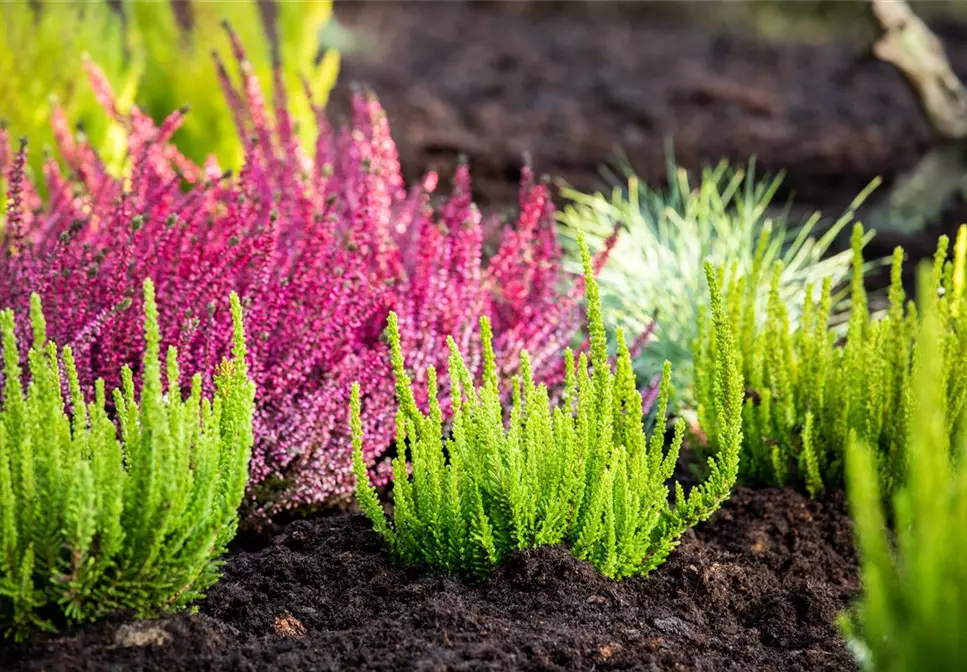 Die Sommerheide bringt Farbe in den Herbst