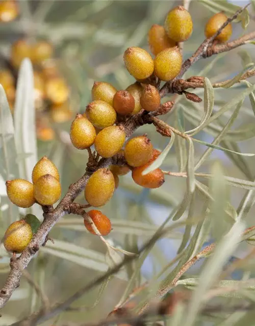 Hippophae rhamnoides 'Vitaminhochzeit'