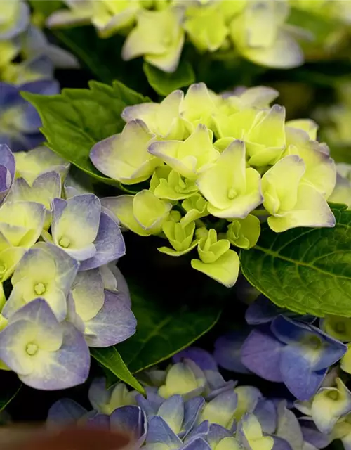 Hydrangea macrophylla 'Music-Collection'® 'Blue Boogiewoogie'®