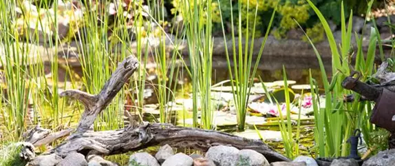 Gezielt die passenden Wasserpflanzen für den Teich aussuchen