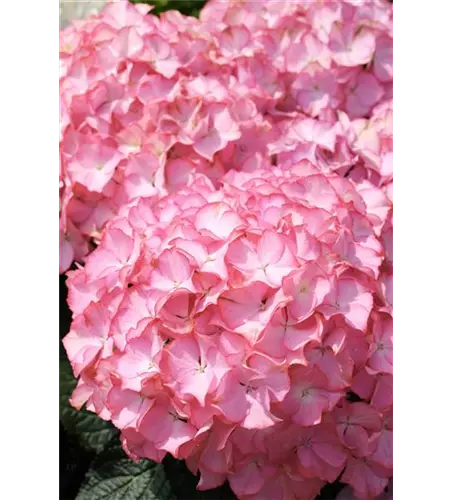 Hydrangea arborescens 'Sweet Annabelle'®