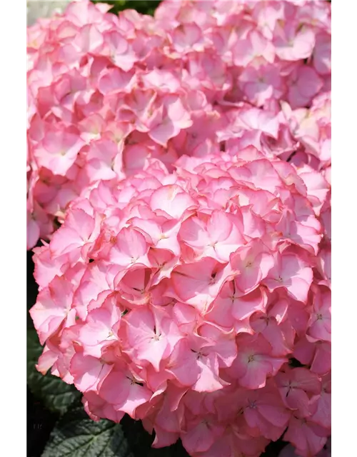 Hydrangea arborescens 'Sweet Annabelle'®