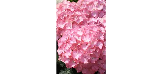 Hydrangea arborescens 'Sweet Annabelle'®