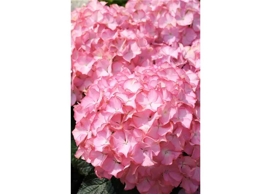 Hydrangea arborescens 'Sweet Annabelle'®