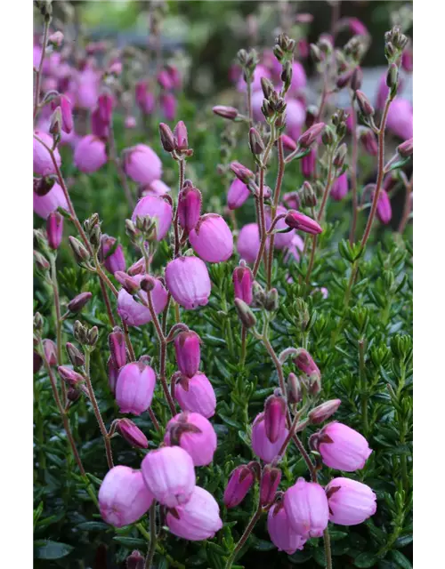 Daboecia cantabrica 'Rosella'