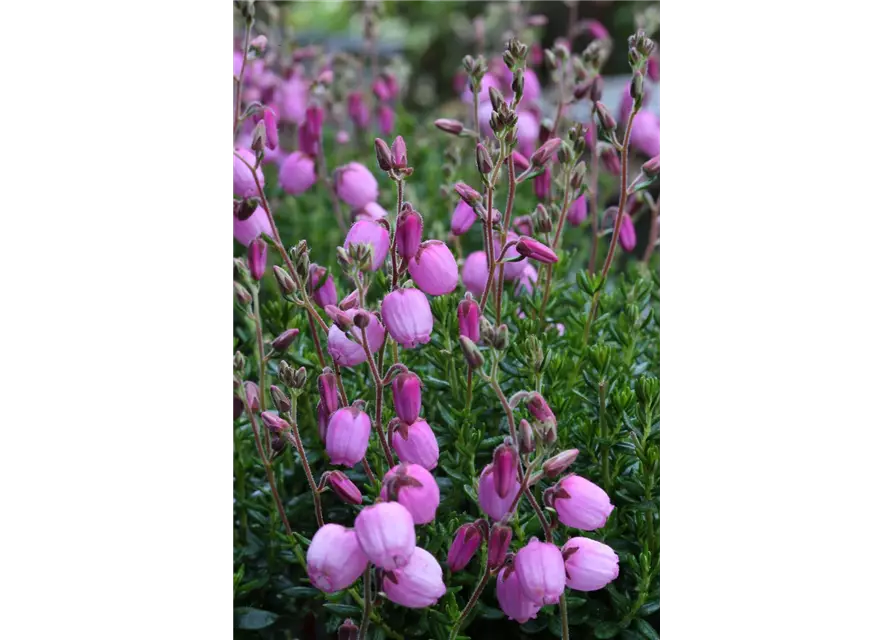 Daboecia cantabrica 'Rosella'