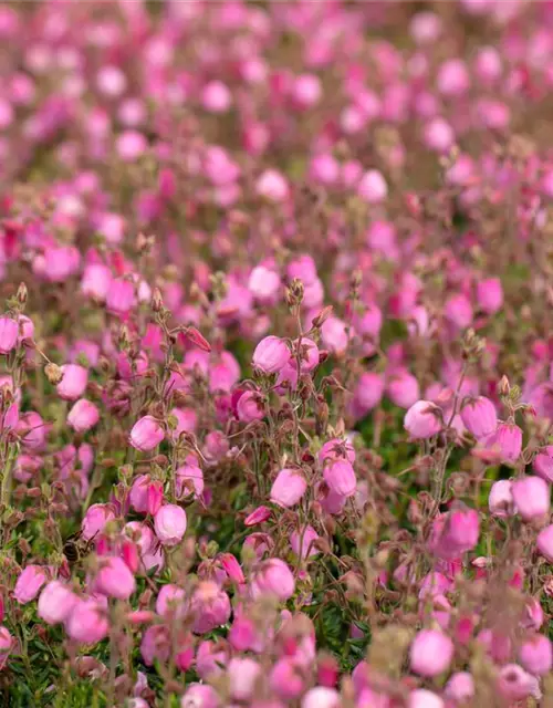 Daboecia cantabrica 'Rosella'