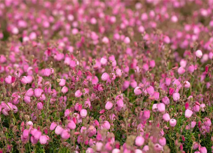 Daboecia cantabrica 'Rosella'