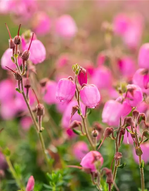 Daboecia cantabrica 'Rosella'