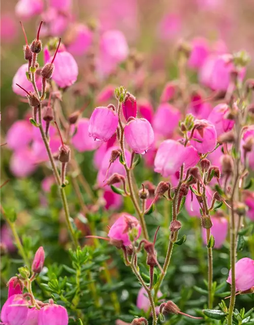 Daboecia cantabrica 'Rosella'