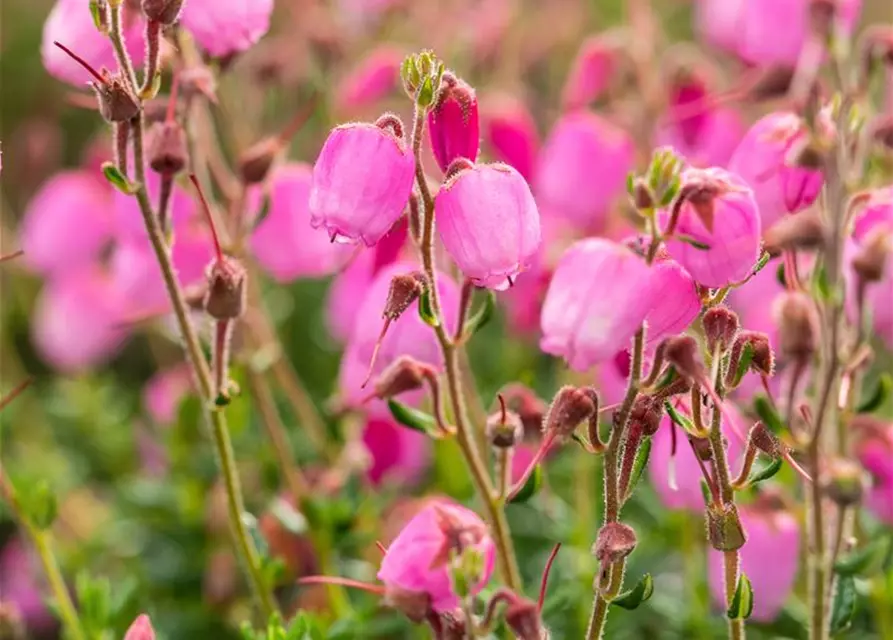 Daboecia cantabrica 'Rosella'