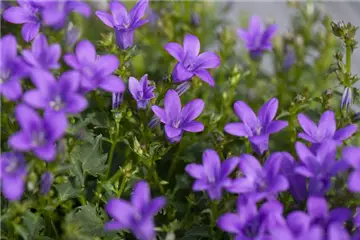 Bodendecker-Stauden im Garten