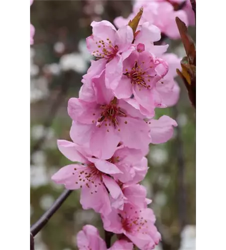 Prunus amygdalopersica 'Spring Glow' CAC