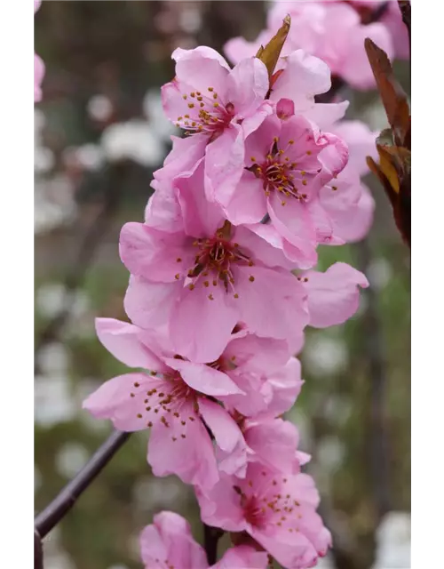 Prunus amygdalopersica 'Spring Glow' CAC