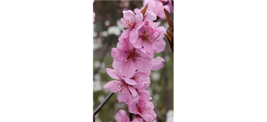 Prunus amygdalopersica 'Spring Glow' CAC