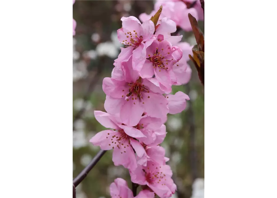 Prunus amygdalopersica 'Spring Glow' CAC