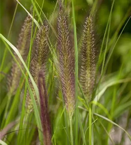 Pennisetum alopecuroides var. viridescens