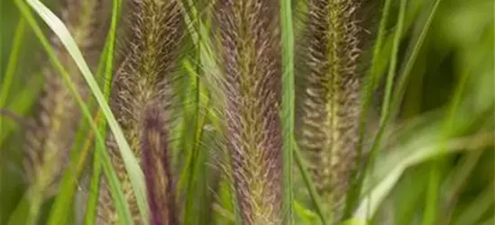 Pennisetum alopecuroides var. viridescens