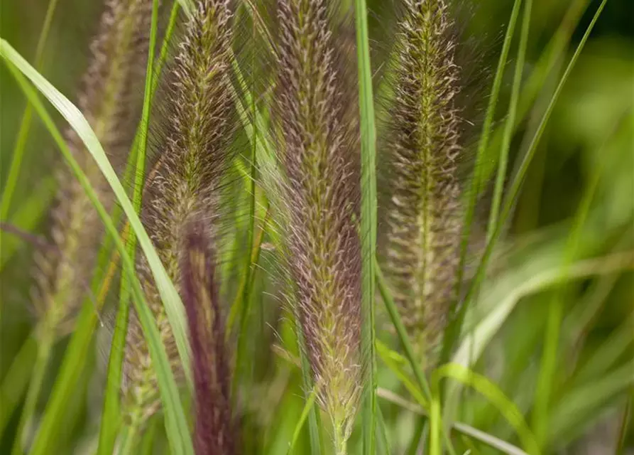 Pennisetum alopecuroides var. viridescens