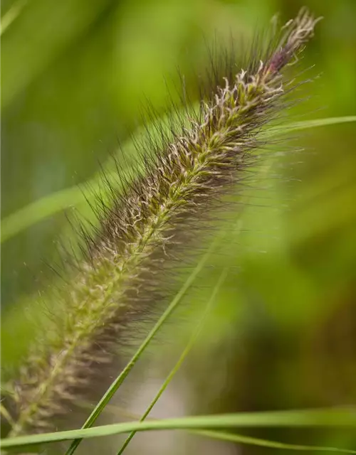 Pennisetum alopecuroides var. viridescens