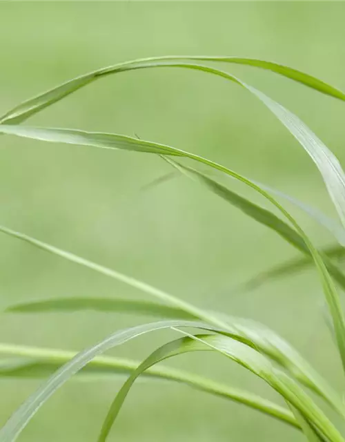 Pennisetum alopecuroides var. viridescens