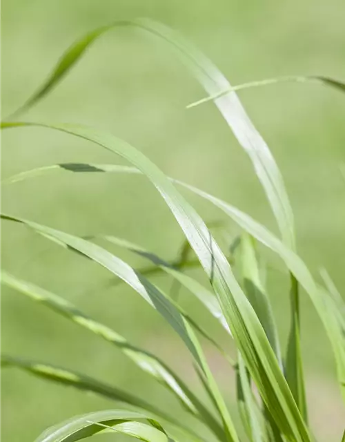 Pennisetum alopecuroides var. viridescens