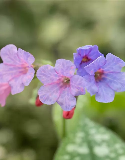 Großgeflecktes Garten-Lungenkraut 'Mrs Moon'