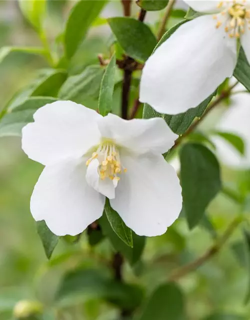 Philadelphus Hybride 'Manteau d' Hermine' 